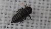 Oncopsis avellanae